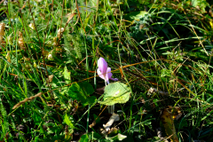 DSCF0284