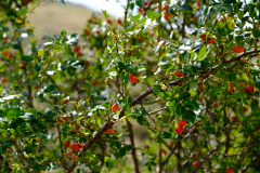 DSCF0420