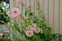 DSCF0559